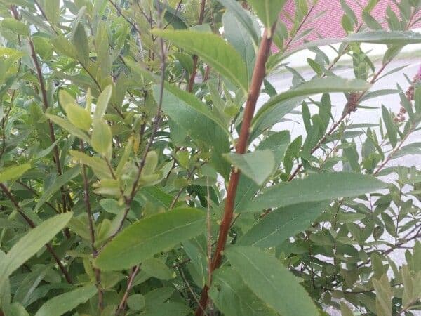 Spiraea di Douglas 21