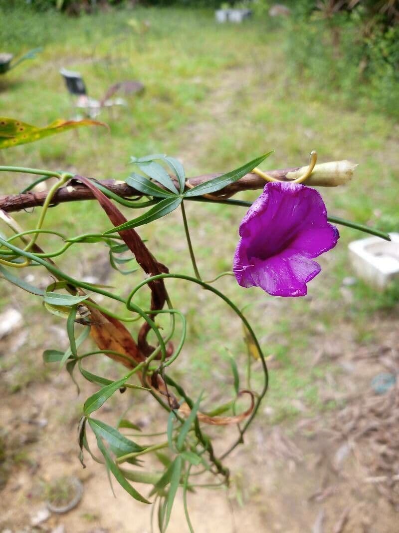 Ipomea