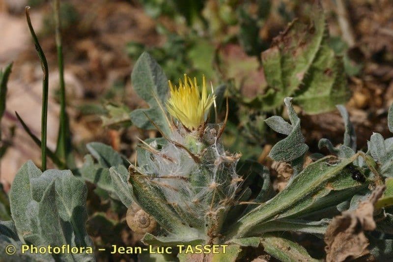 Zottiger Flockenblume 19