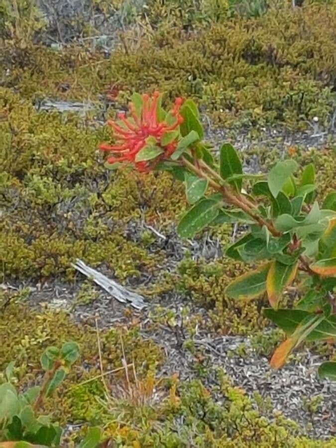 Embothrium 6