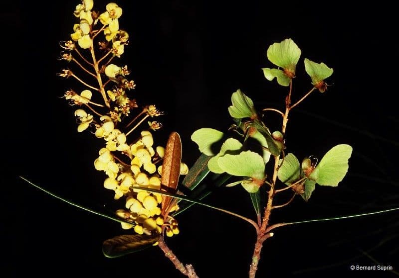 Acridocarpus 6