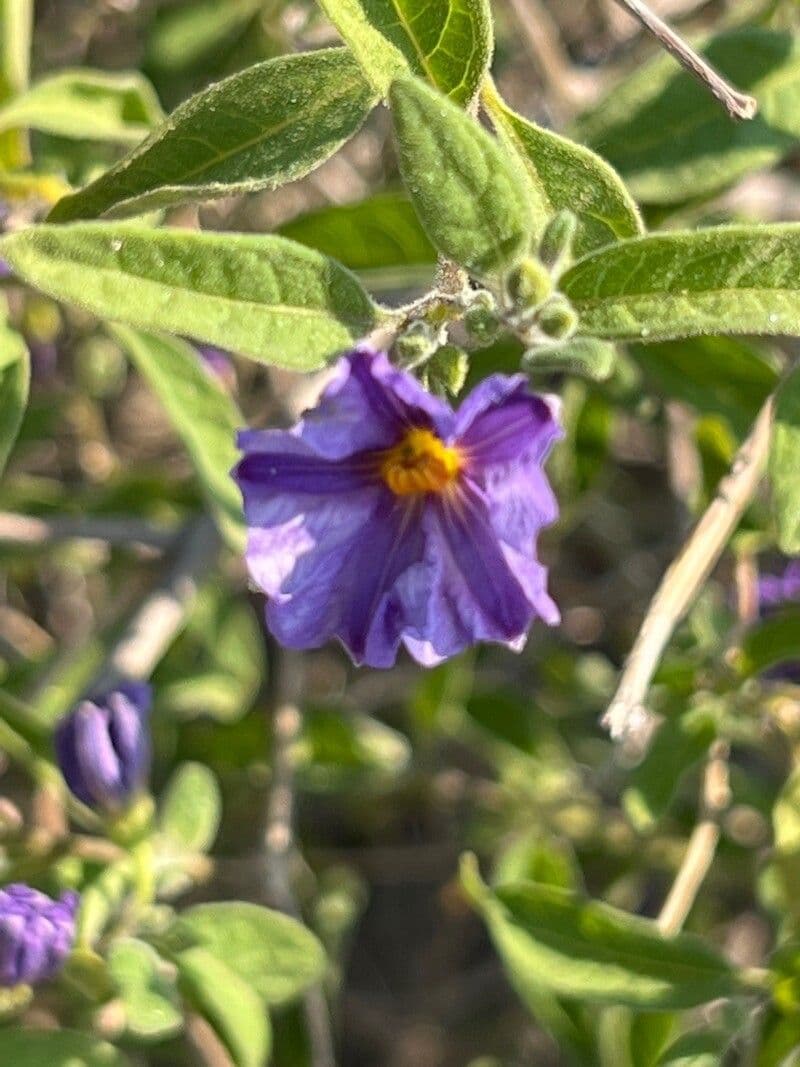 Lycianthes lycioides