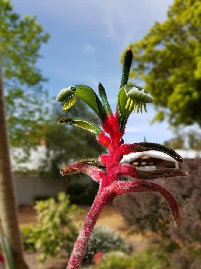 Anigozanthos 3