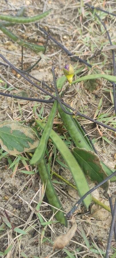 Vigna vexillata 2