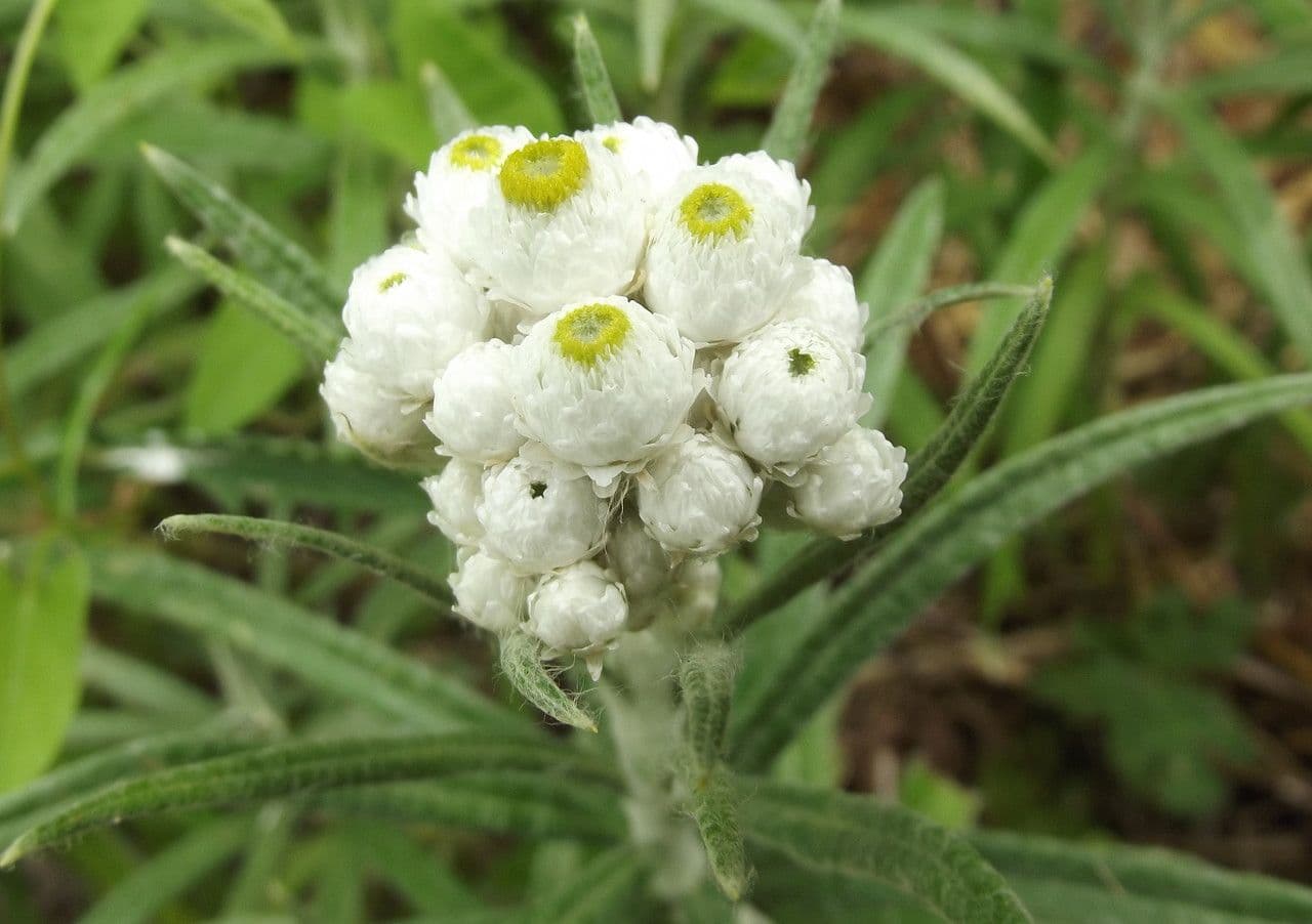 Anaphalis 5