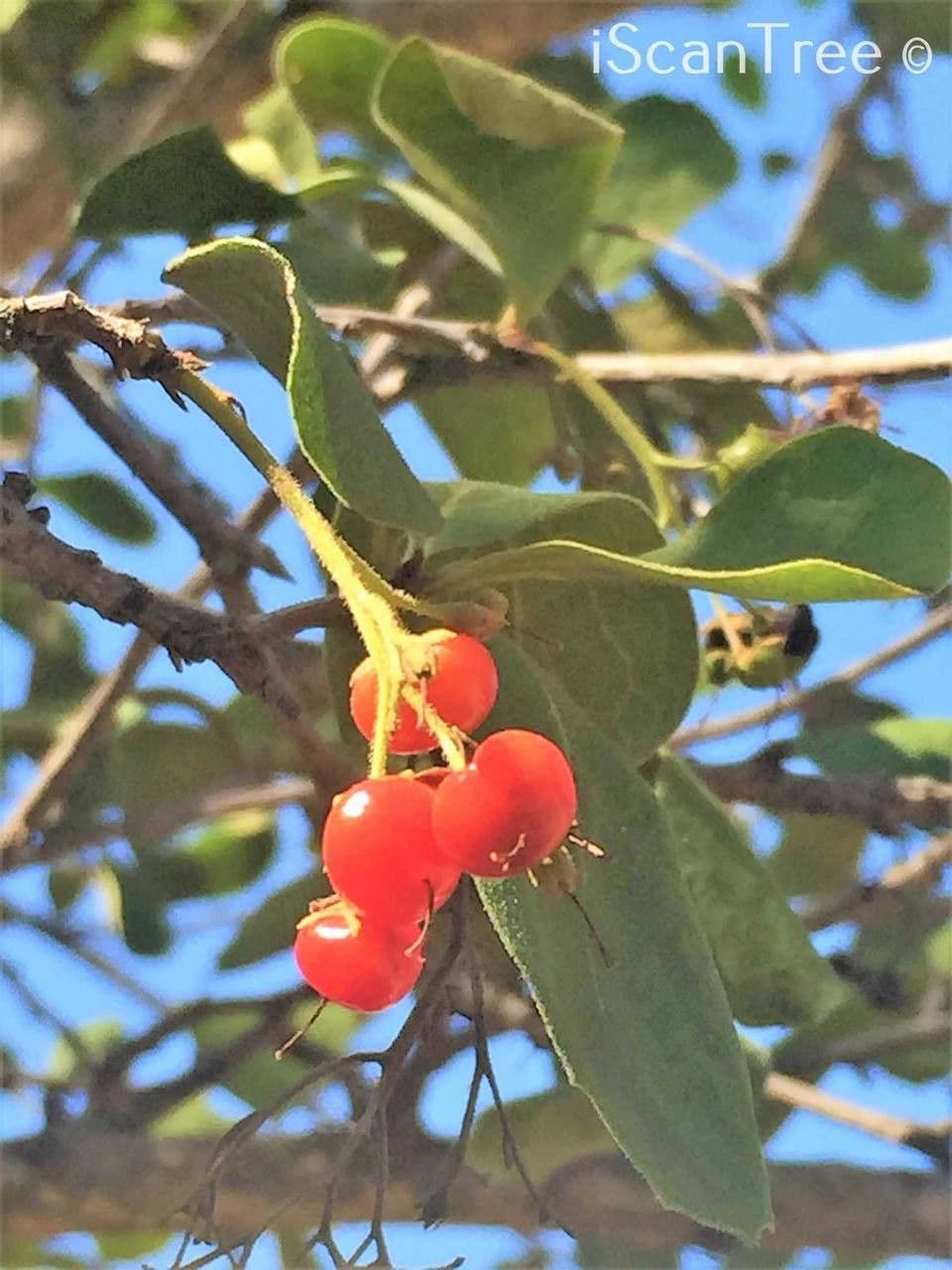 Ehretia 2