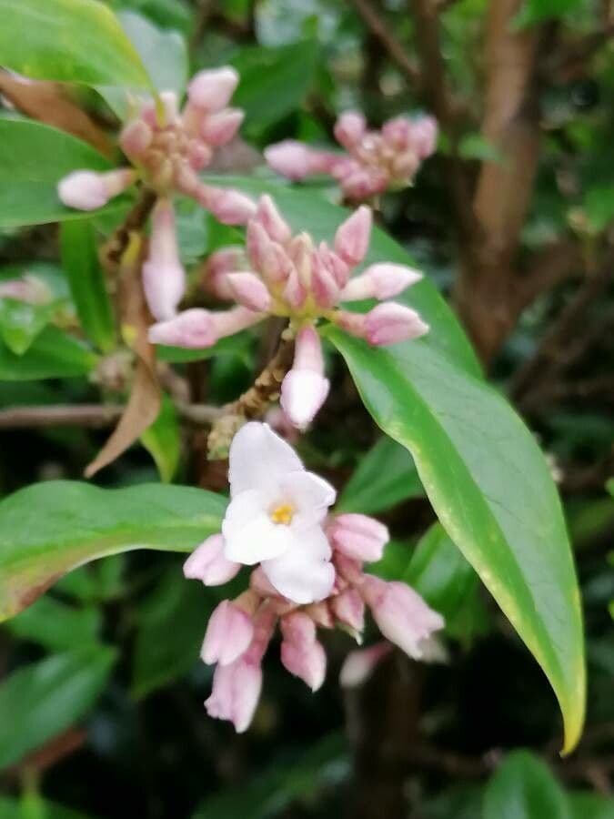 Daphne 7