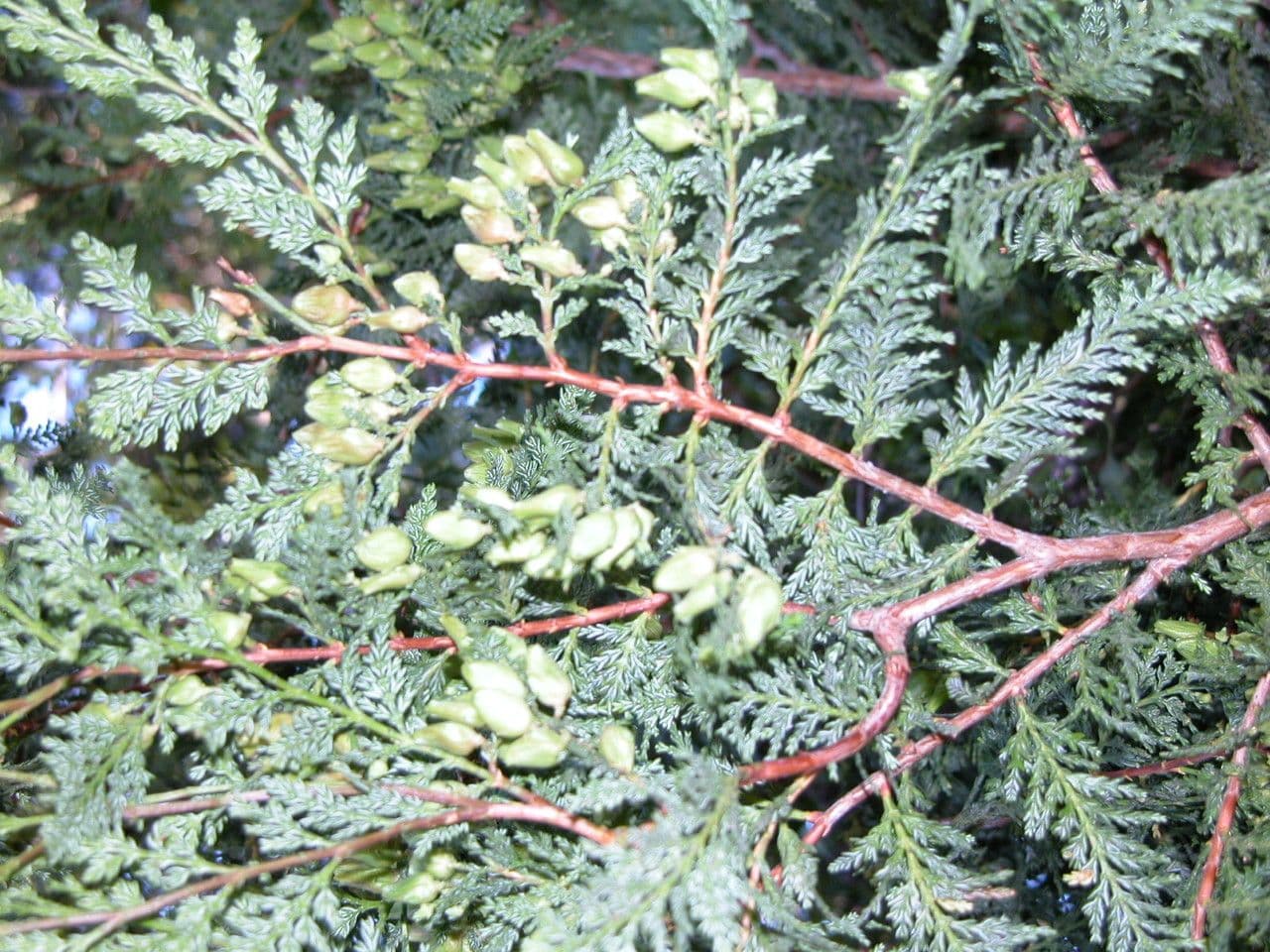Cedro del Cile 22