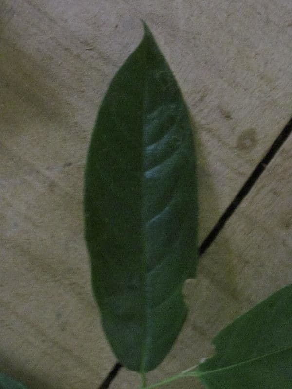 Dendrobangia 6