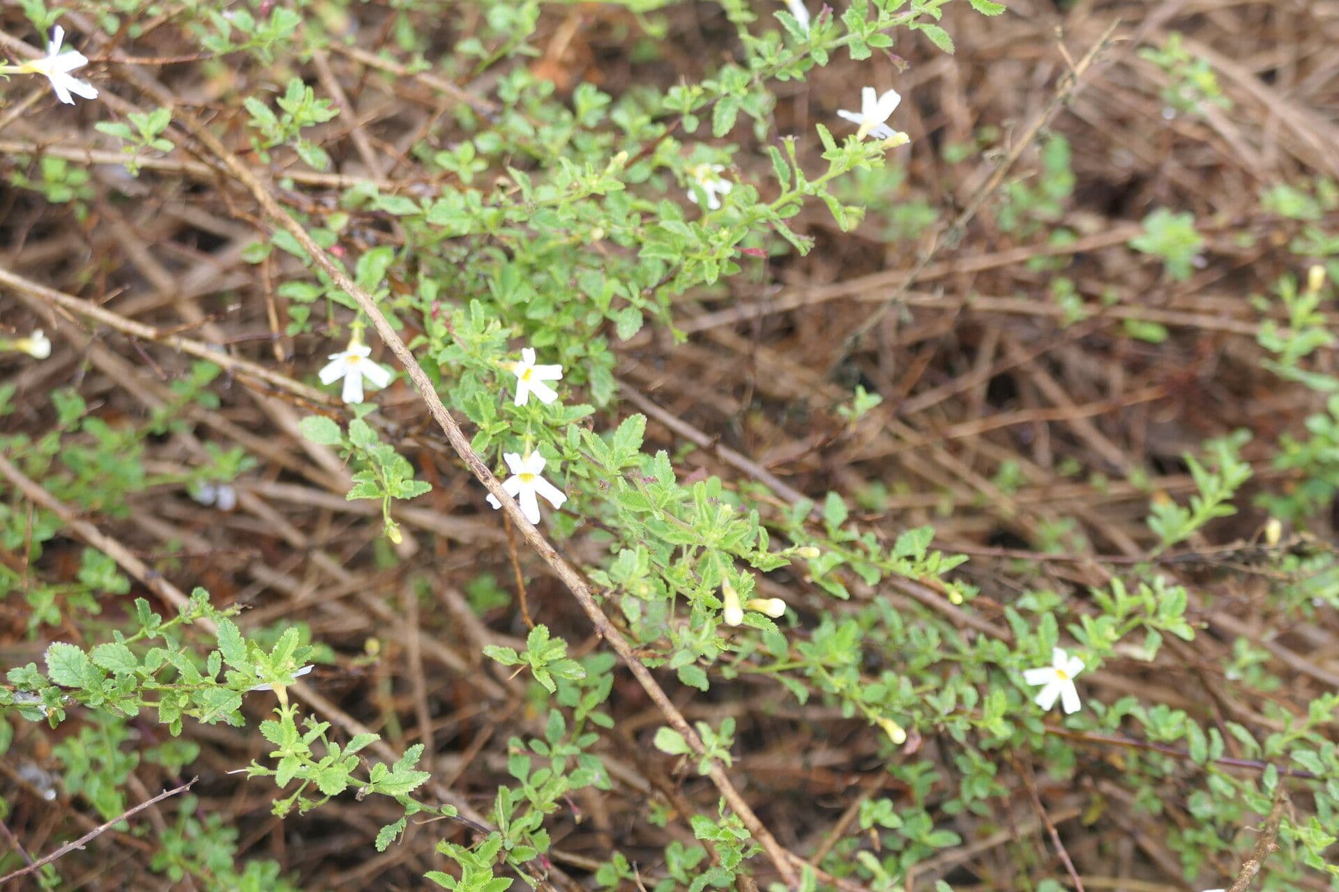 Jamesbrittenia Tysonova