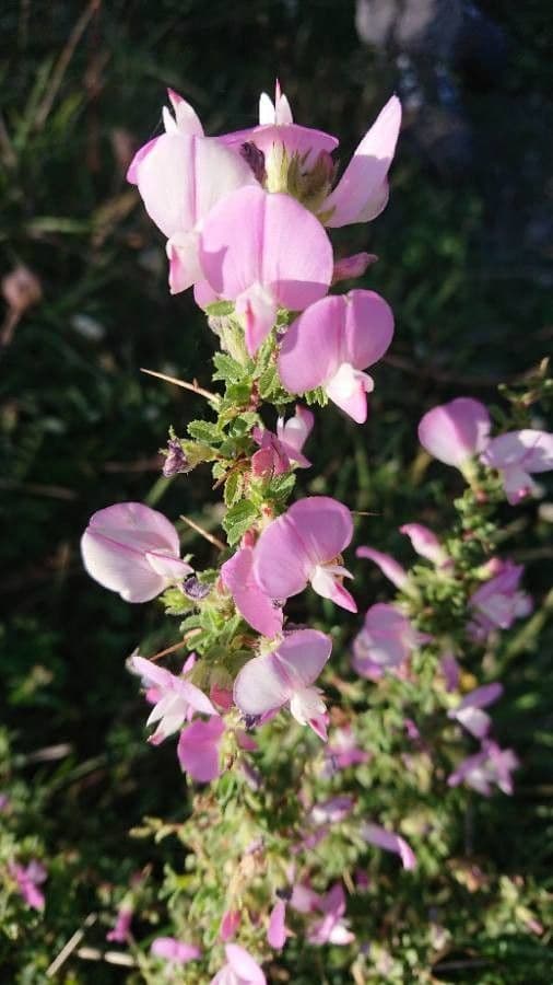 Ononide spinosa 9