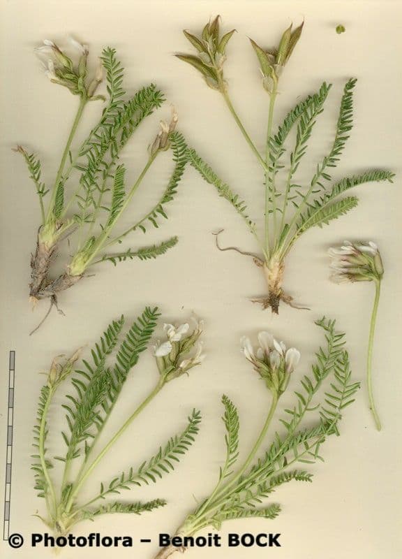 Oxytropis fetida 23