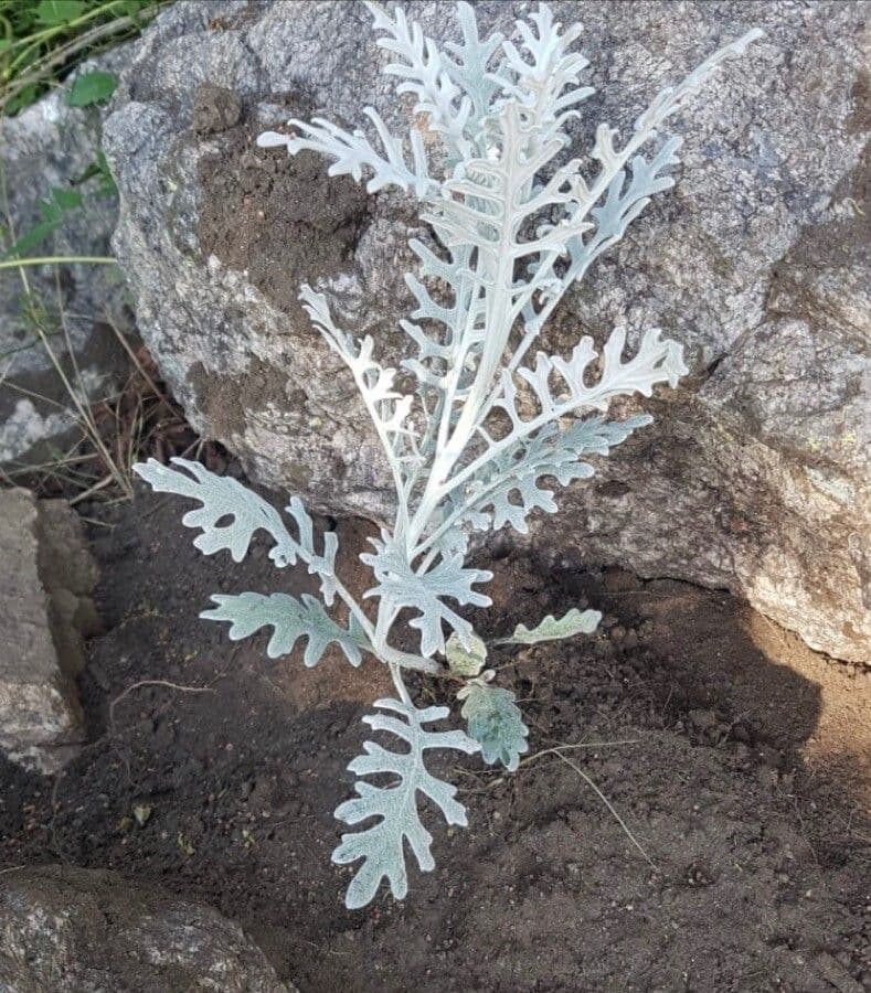 Senecione 5