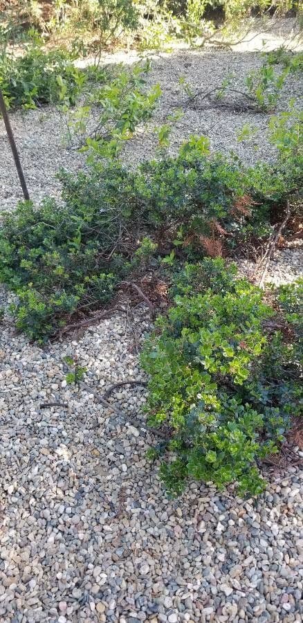 Arbutus patula 17