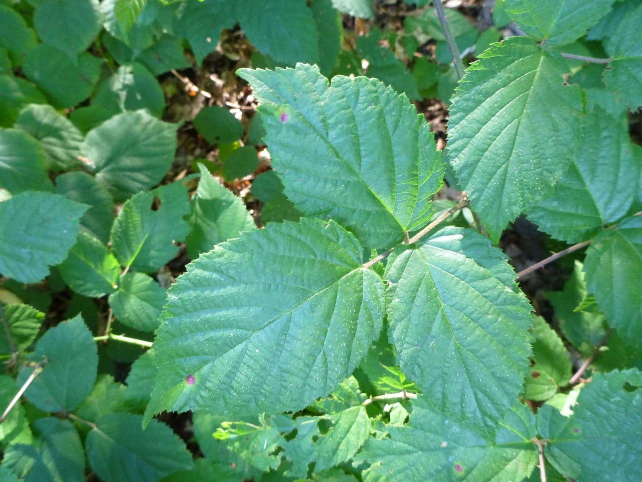 Mûron 11