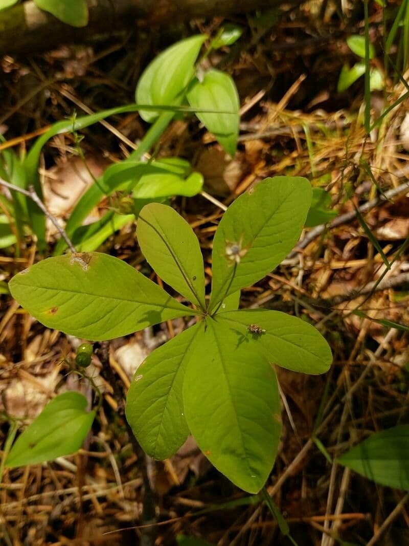 Trientalis
