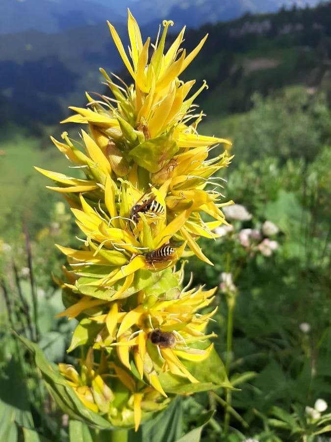 Genziana maggiore 22