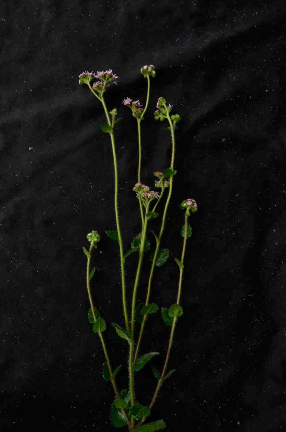 Conocliniopsis 3