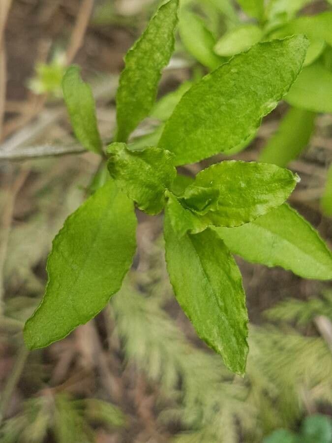 Stevia 15