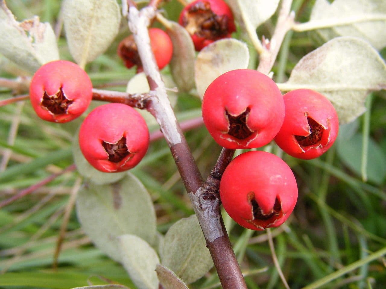Cotonéaster commun