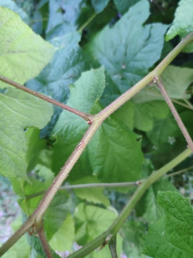 Rovo profumato 25