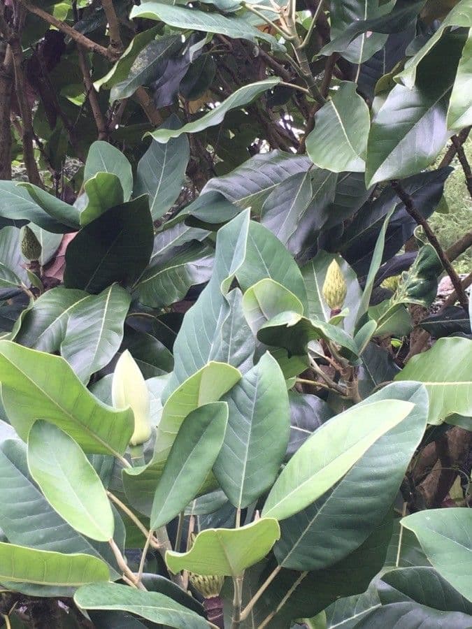 Magnolia 6