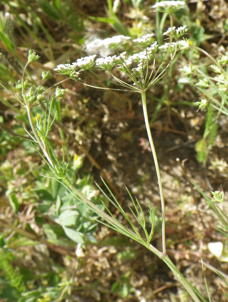 Ammoides pusilla 14