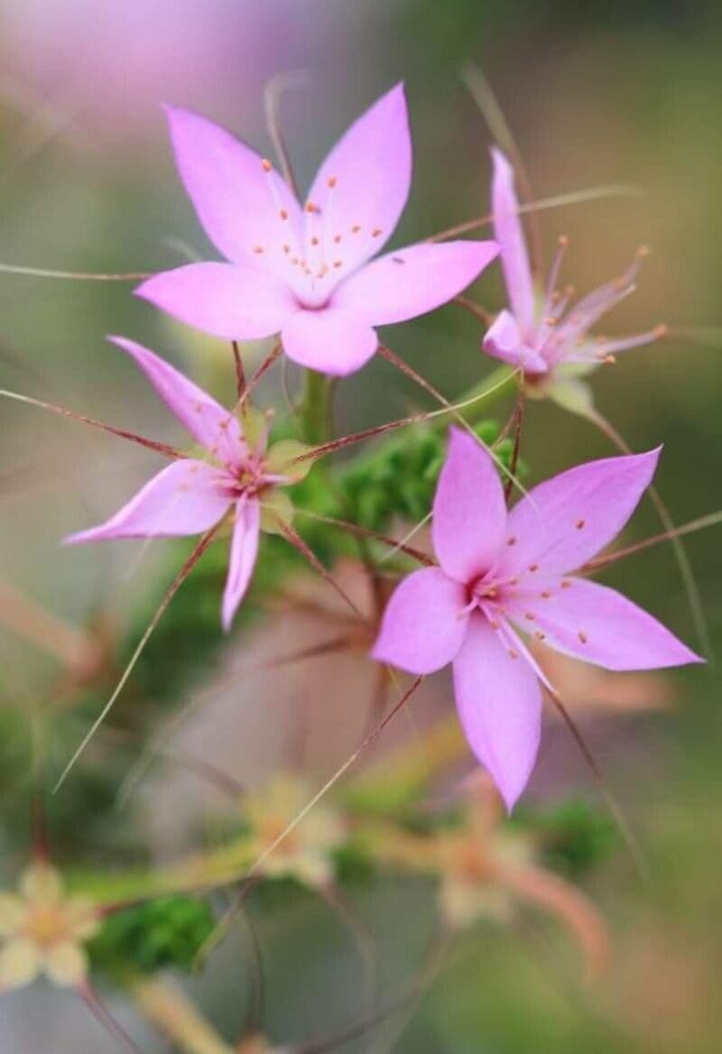 Calytrix