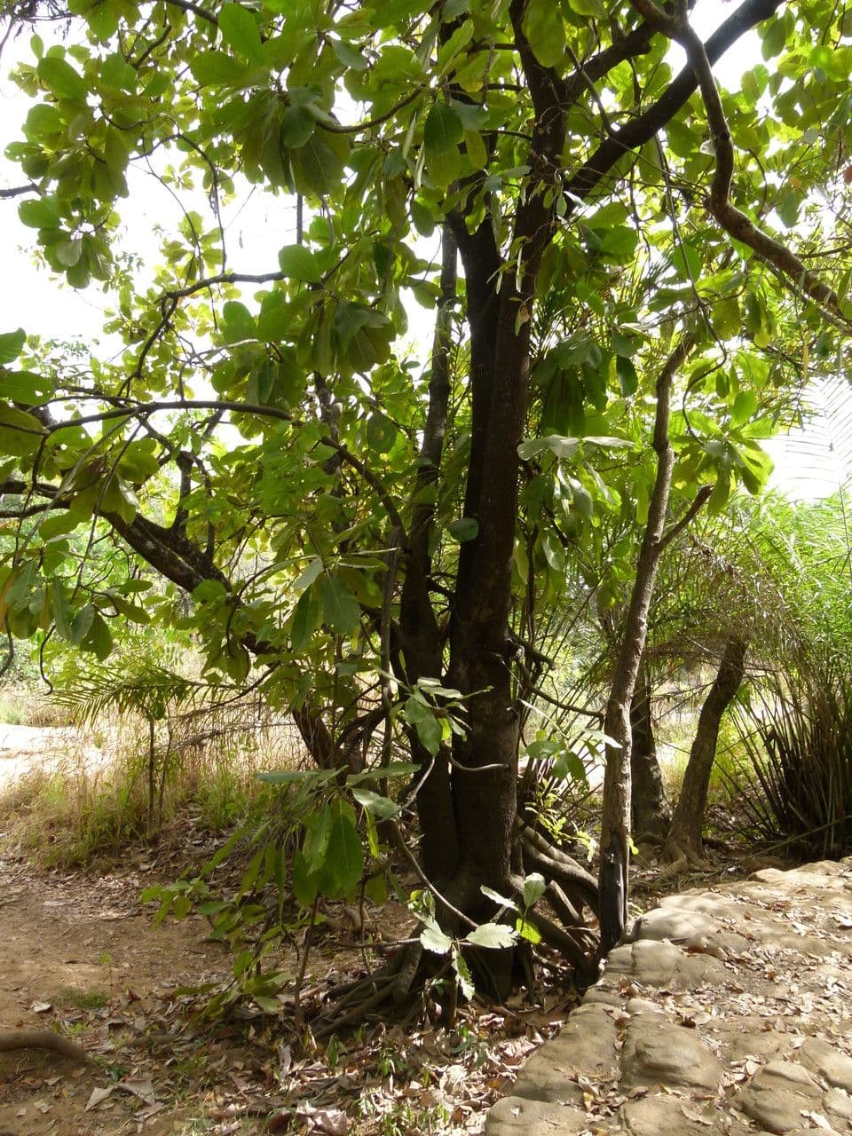 Togo-Uapaca 6