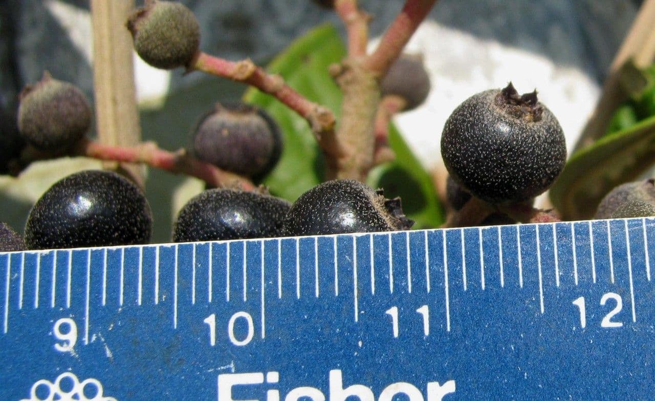 Miconia stenostachya 2