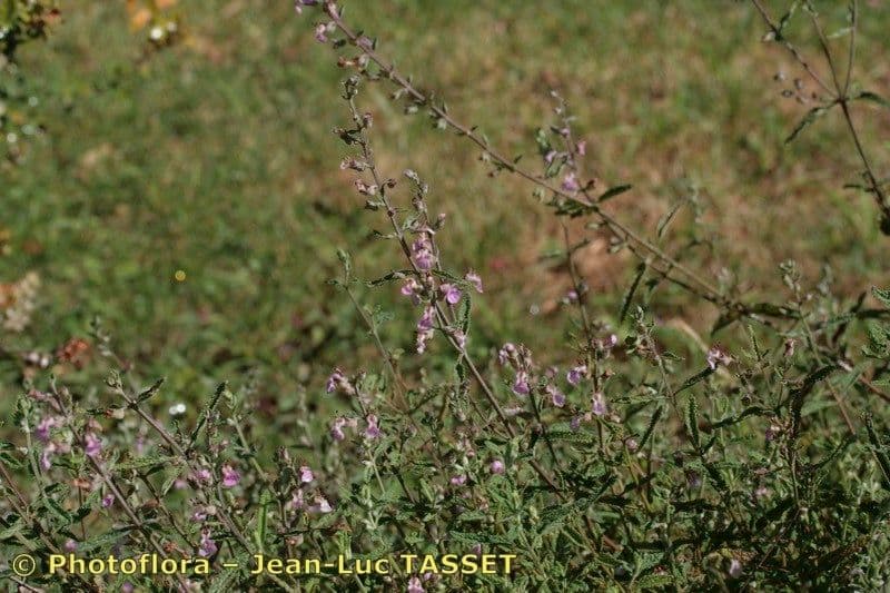 Teucrium 6