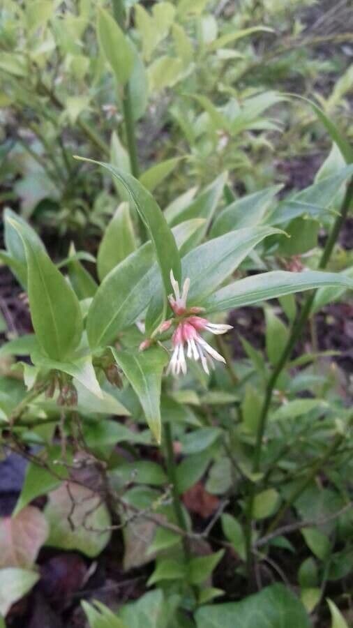 Sarcococca orientale 7