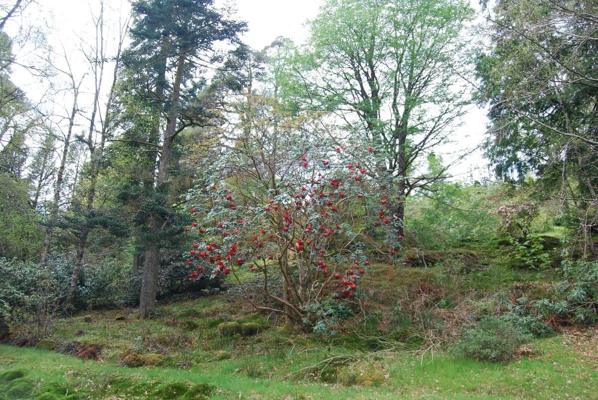 Rododendro 13