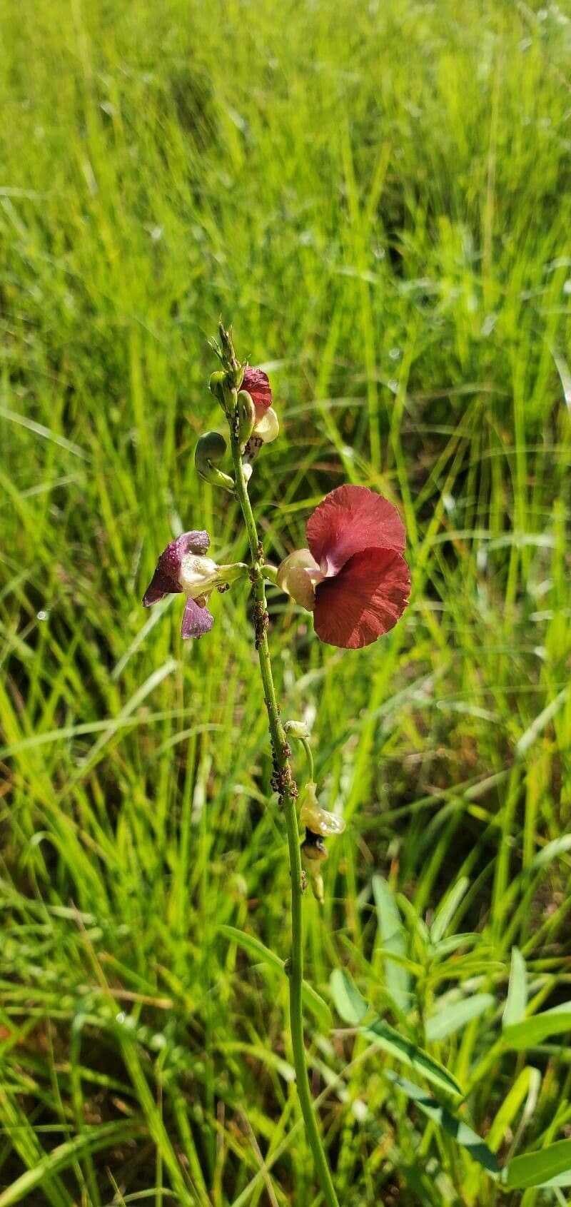 Macroptilium lathyroides 8