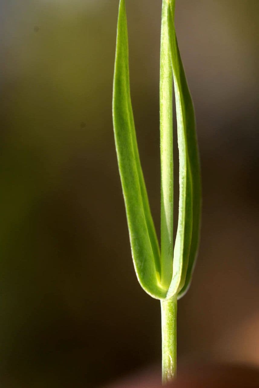 Centaura 21