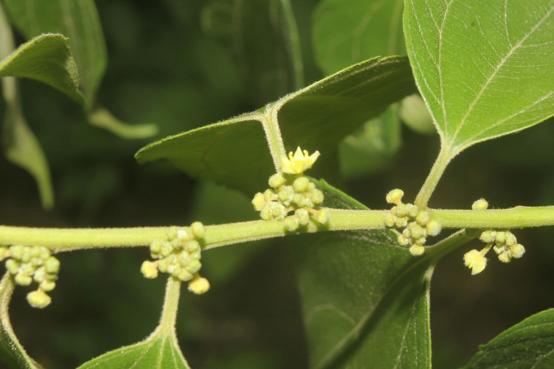Colubrina 3