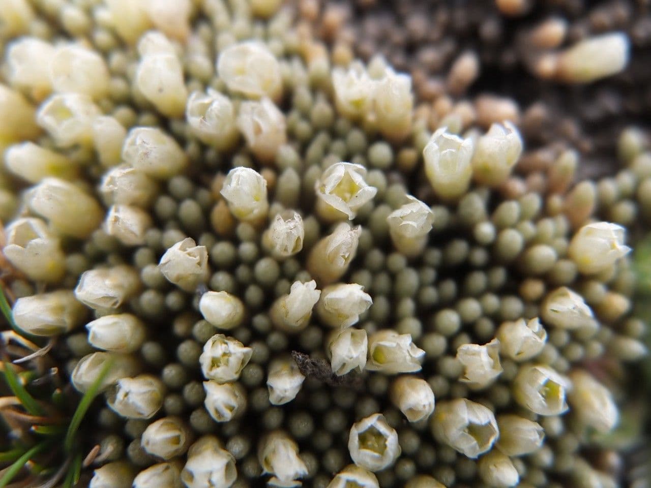 Pycnophyllum 3