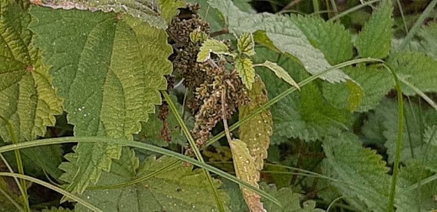 Falsa ortiga bianca 3
