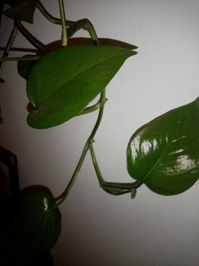 Philodendron 5