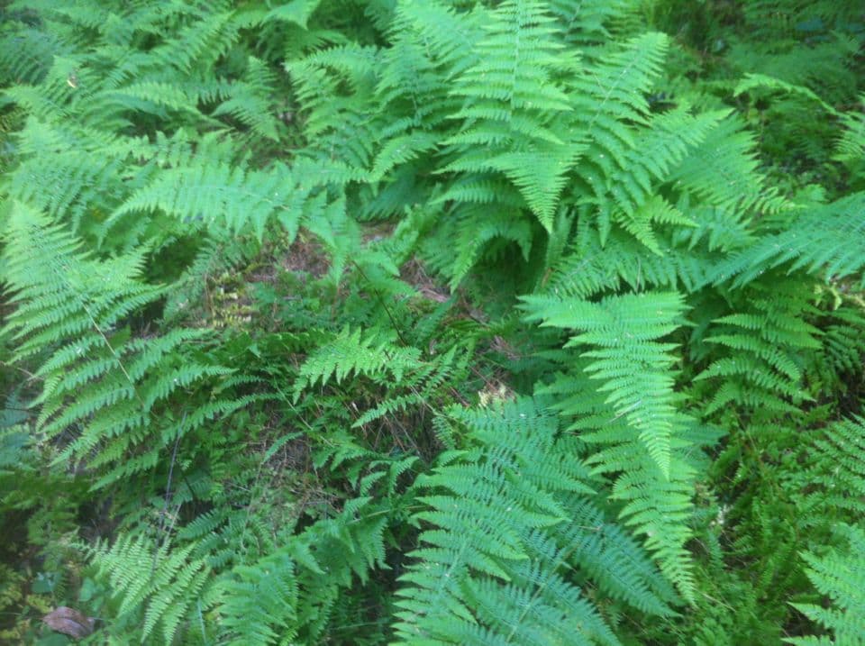 Dennstaedtia punctilobula 5