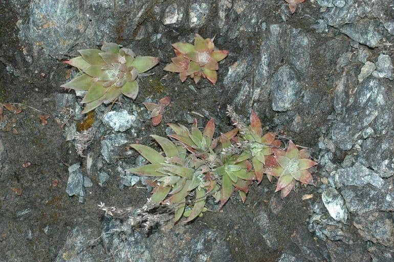 Dudleya 9