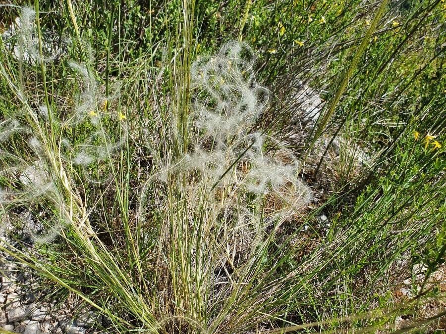 Estipa 20