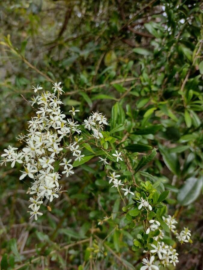 Bursaria spinosa 12