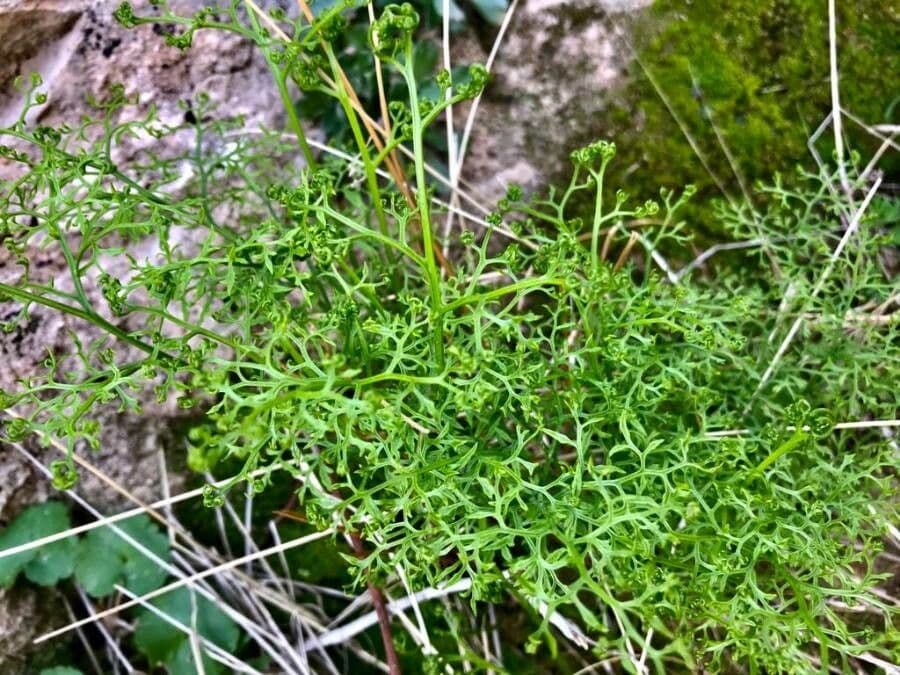 Onychium 2