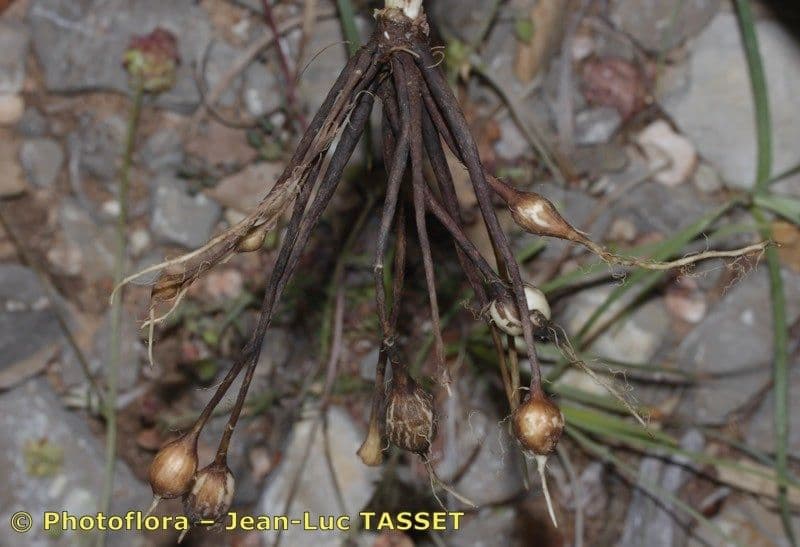 Oenanthe pimpinelloides 25