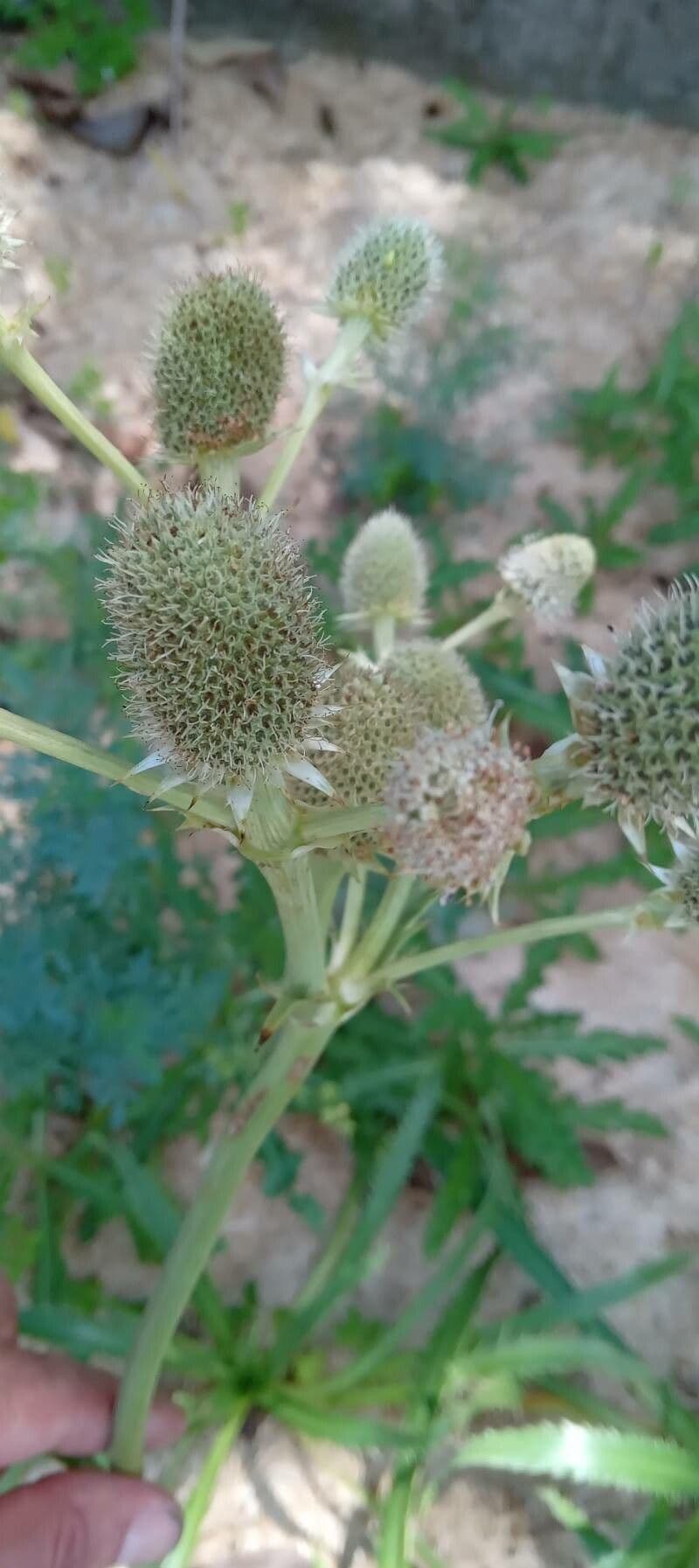 Panicaut 10