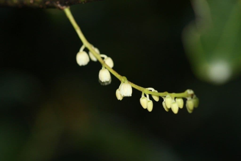 Rundblättriger Elaeocarpus 2