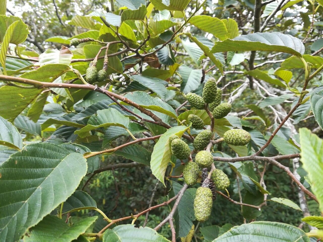 Ontano Acuminato 2