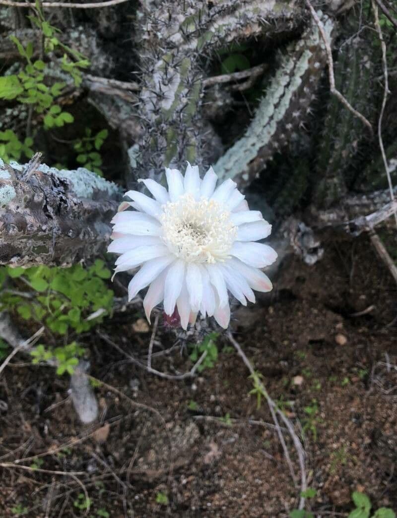 Feuer-Cholla 13
