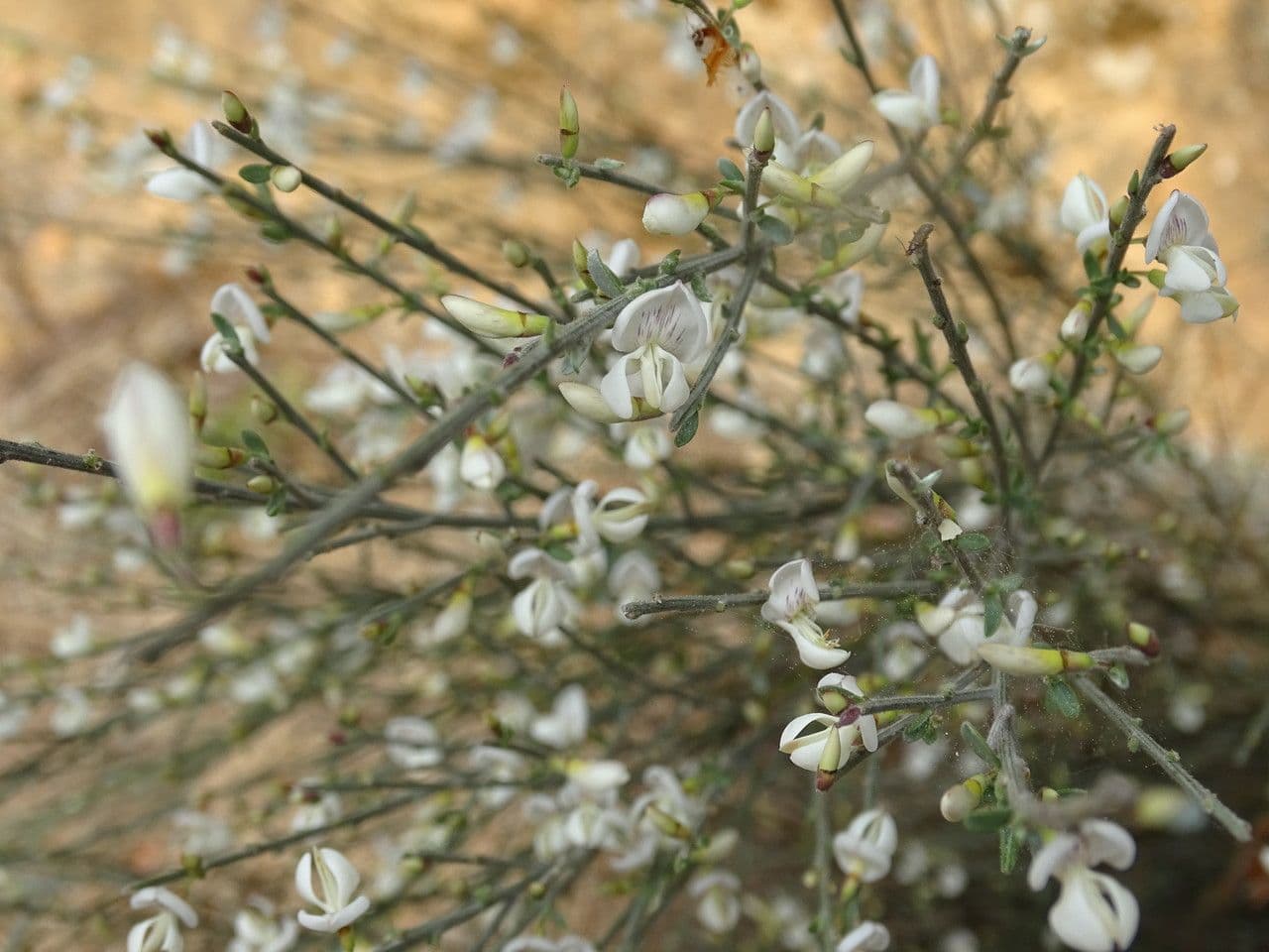 Ginestra multiflora 18
